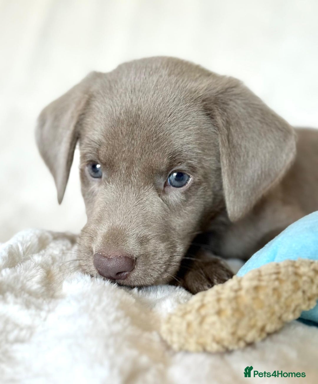 Labrador Retriever dogs for sale: KC Reg Fully Health Tested Labrador Pups - Image 10