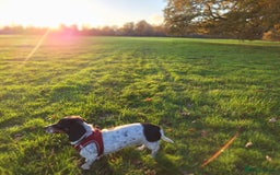 Miniature Dachshund dogs for sale: Miniature Dachsund  - Advert 13