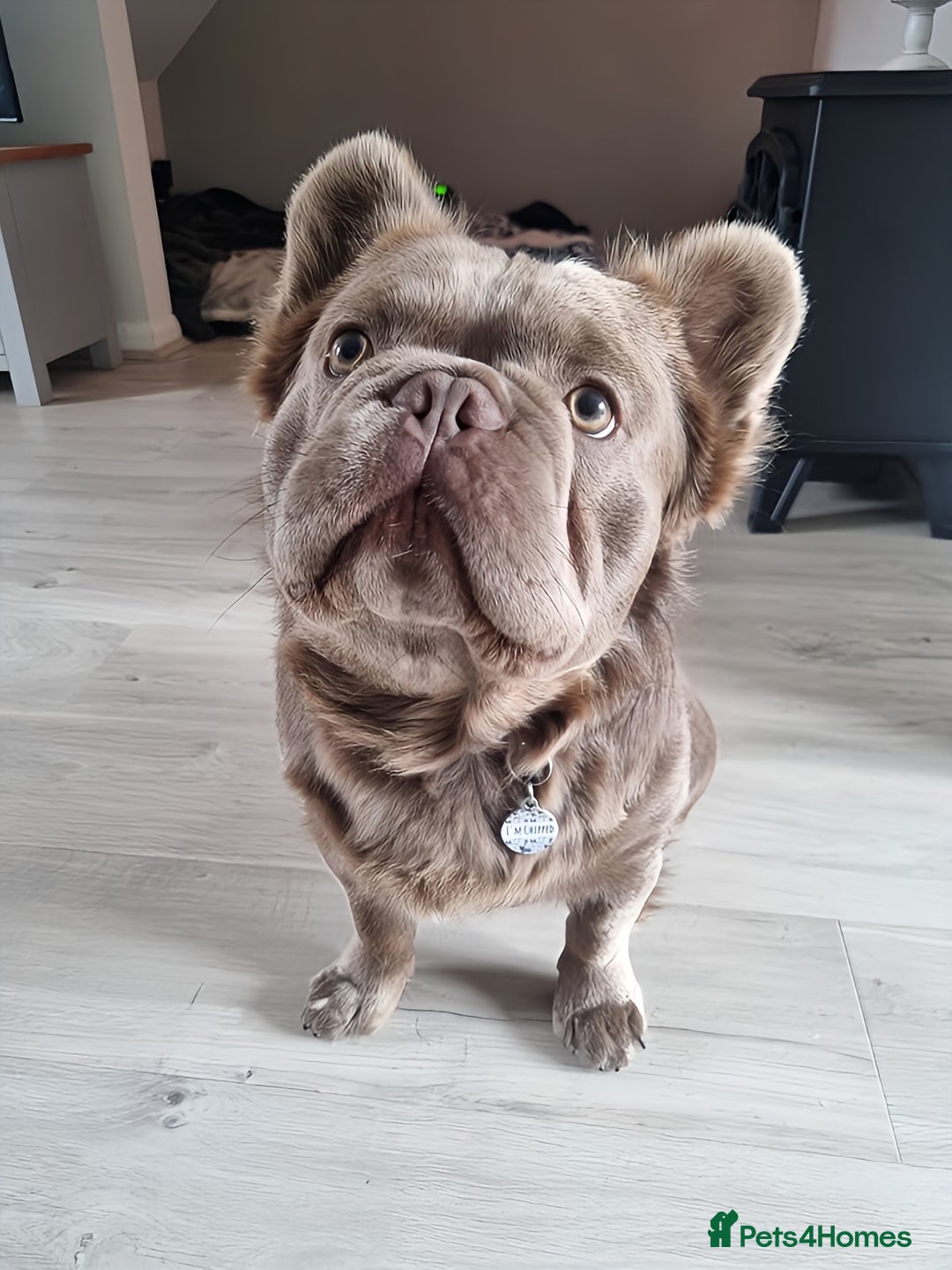 French Bulldog dogs for stud: *STUD* KC NEW SHADE ISABELLE FLUFFY FRENCH BULLDOG in Tonbridge - Advert 8