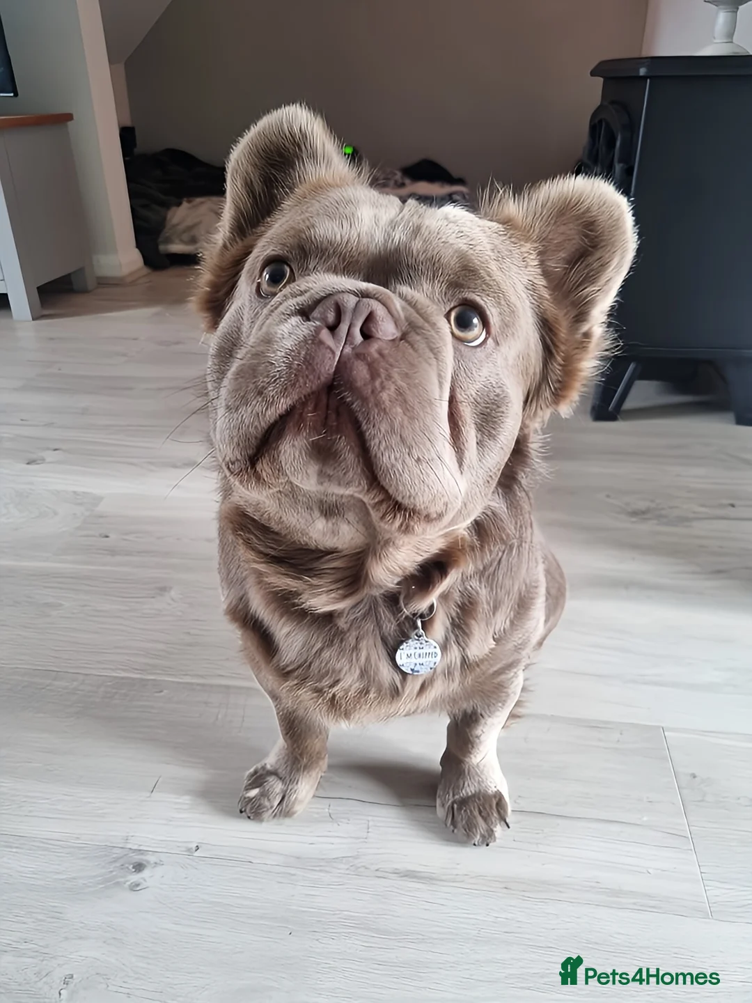 French Bulldog dogs for stud: *STUD* KC NEW SHADE ISABELLE FLUFFY FRENCH BULLDOG in Tonbridge - Advert 8