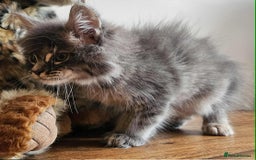 Maine Coon cats for sale: XXL Champion Line Maine Coons – Rare, Very Fluffy! - Advert 5