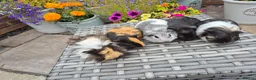 Guinea Pig rodents for sale: Baby Sow Guinea Pigs Funky Smooth and Semi Long - Advert 3