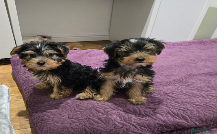 Yorkshire Terrier dogs - Advert 5
