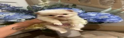 Pomeranian dogs for sale: 💎TeddyBear Pomeranians💎 in Bishop Auckland - Advert 5