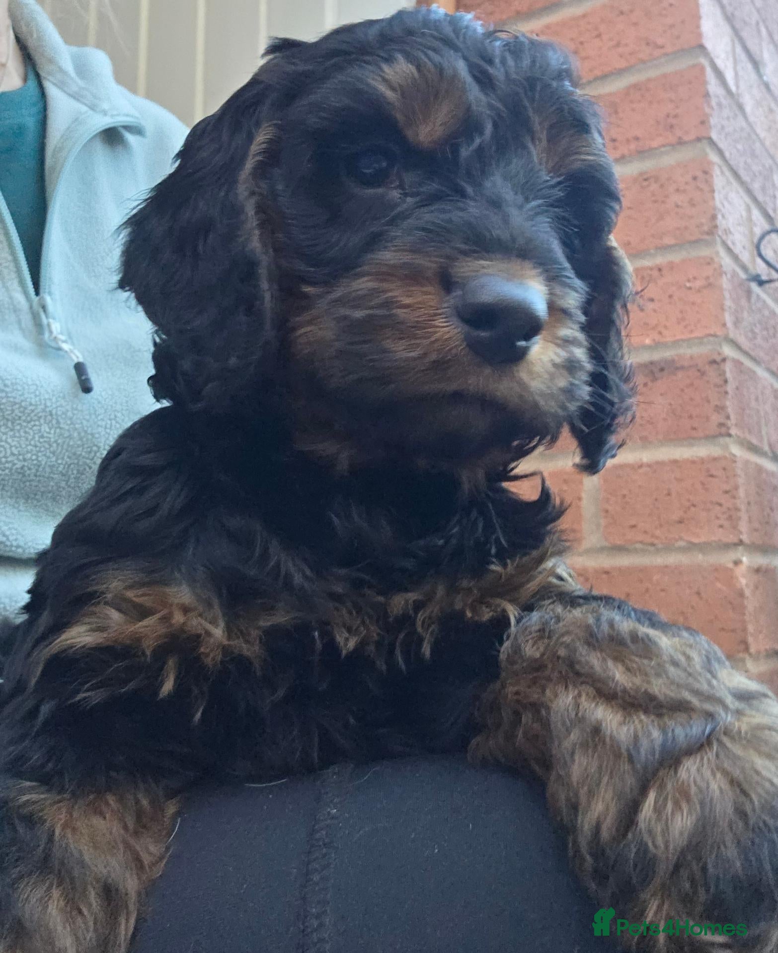 Cockapoo dogs Stunning cockapoo puppies  - Advert 18