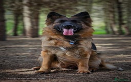 German Shepherd dogs for sale: Long Coat, Health tested, DM clear, GSD pups - Image 5