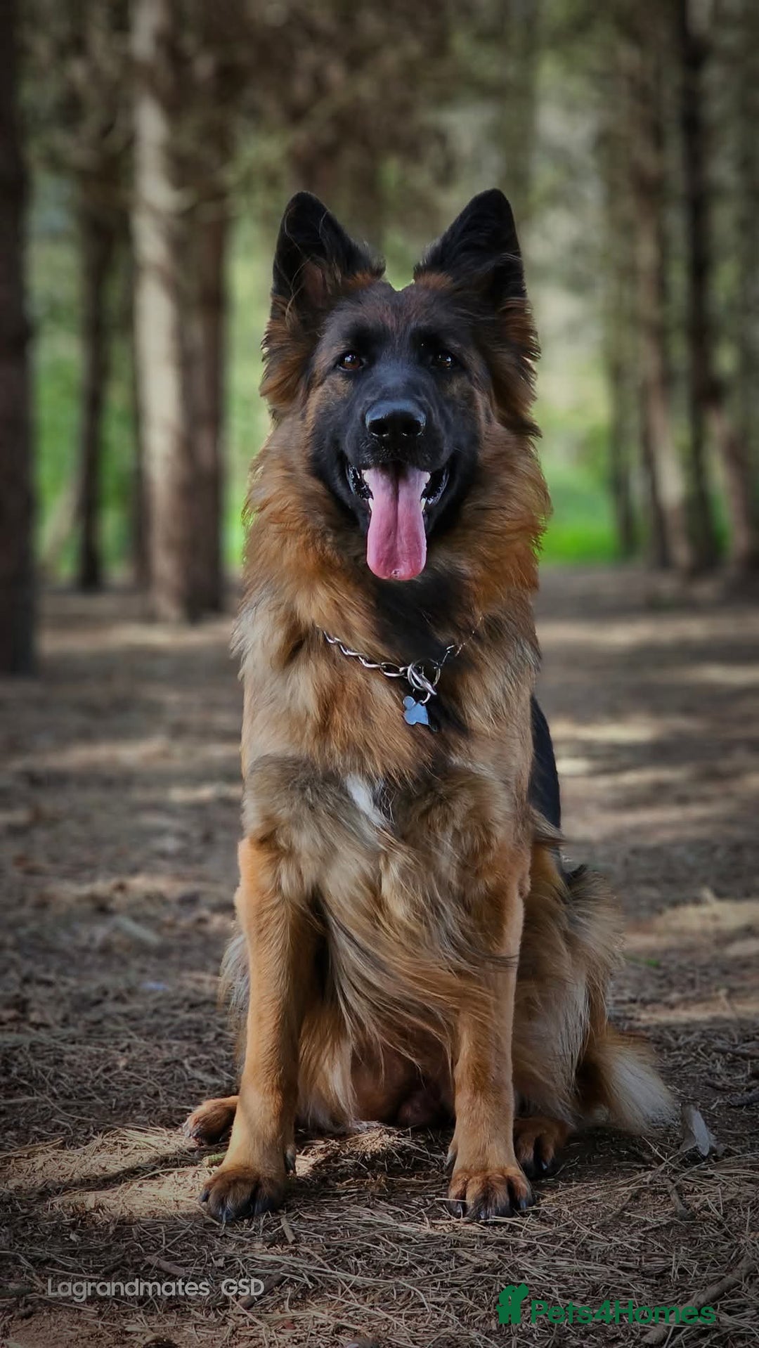 German Shepherd dogs for sale: Long Coat, Health tested, DM clear, GSD pups - Image 5