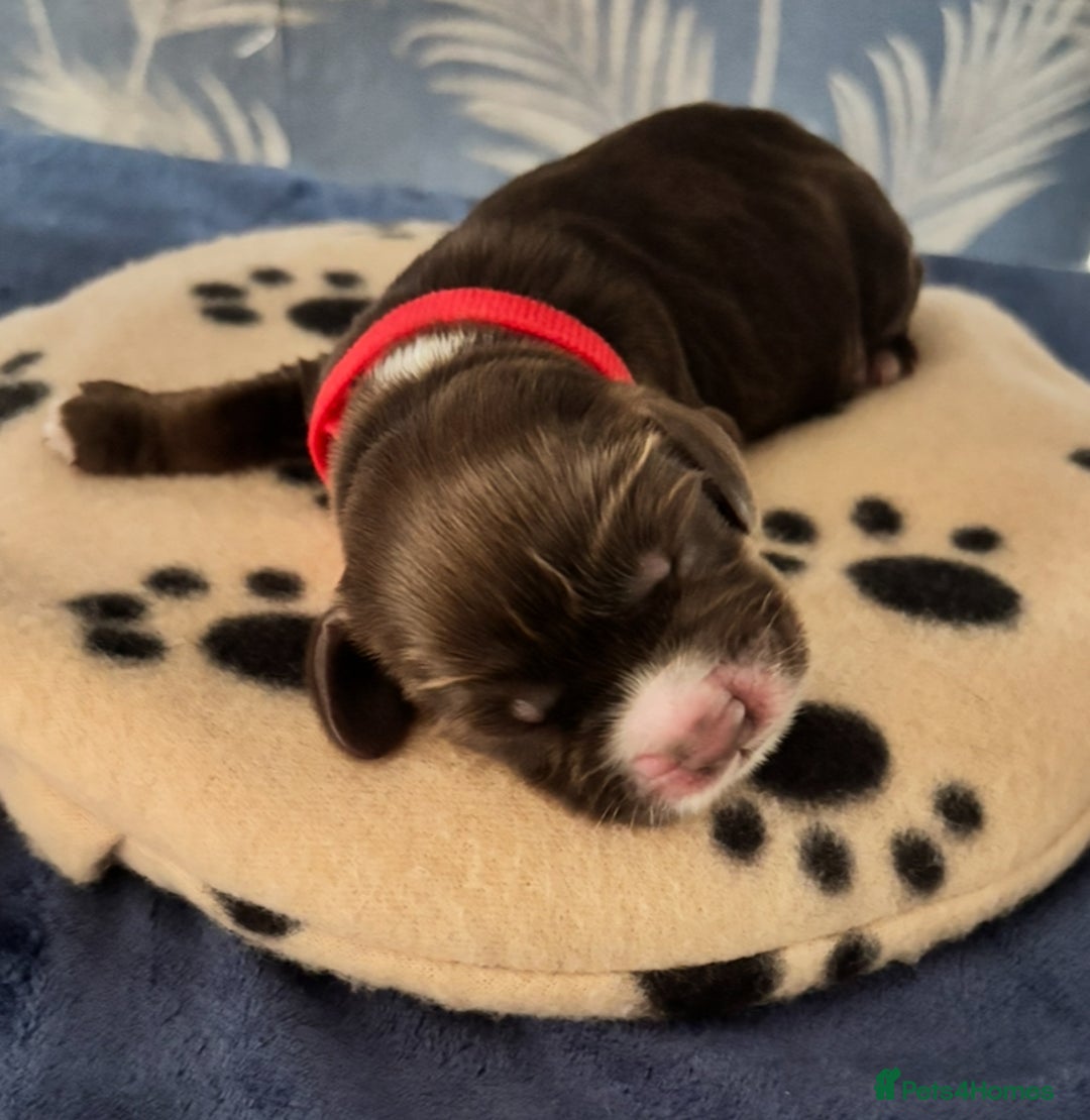 Cocker Spaniel dogs for sale: 🐶 COCKER SPANIEL PUPPIES 🐶  - Advert 16