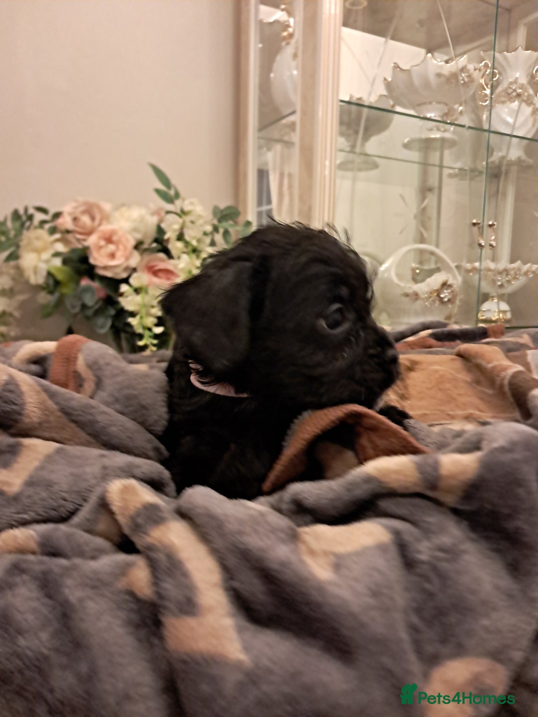 Mixed Breed dogs for sale: Froodles French bulldog x poodle - Advert 8