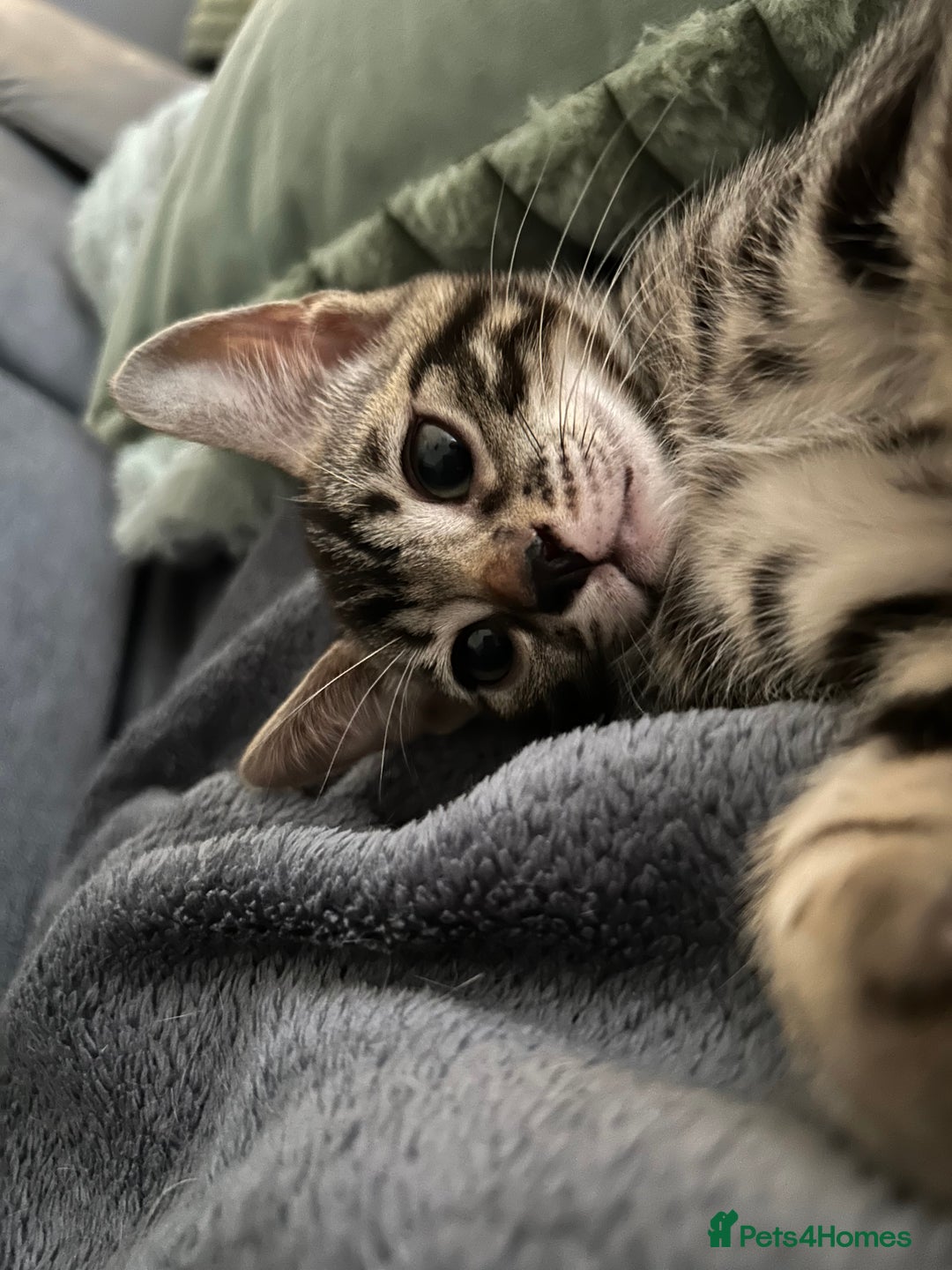 Bengal cats for sale: Bengal Cat for Sale – Playful and Independent - Image 2