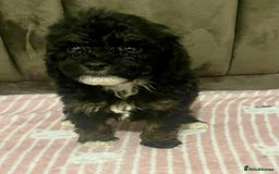 Maltipoo dogs for sale: Tiny tea cup maltipoo - Image 5