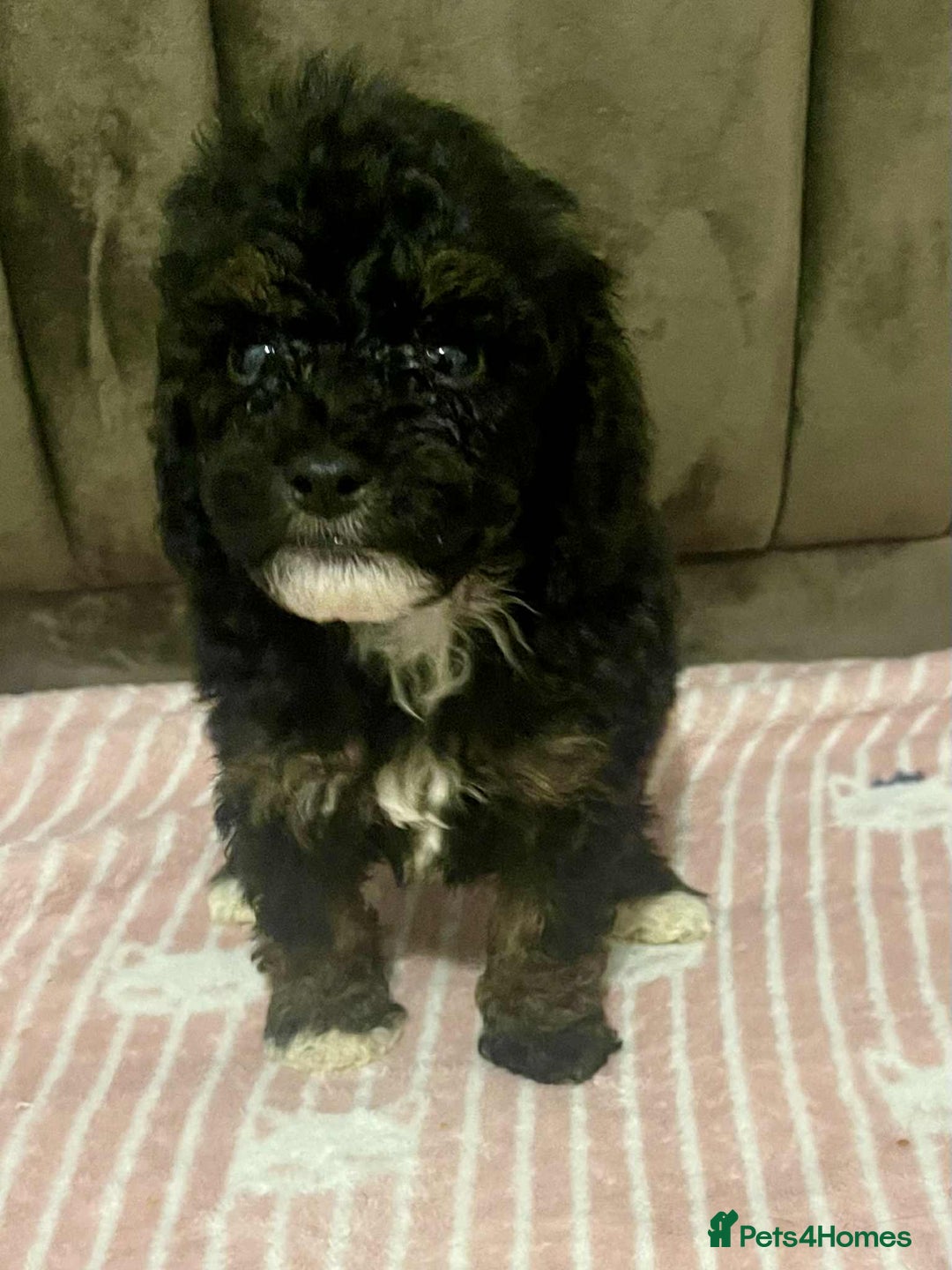 Maltipoo dogs for sale: Tiny tea cup maltipoo - Image 5