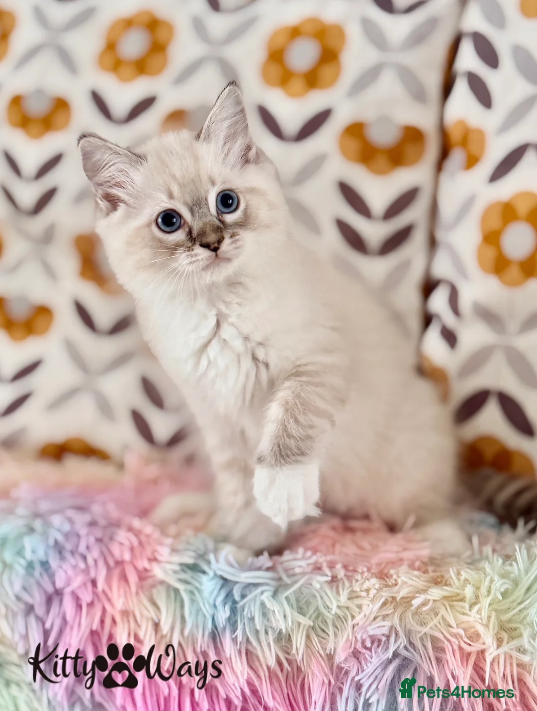 Ragdoll cats for sale: 🐾🩵*TICA REG* LYNX TABBY EU RAGDOLL KITTEN🩵🐾 - Advert 5