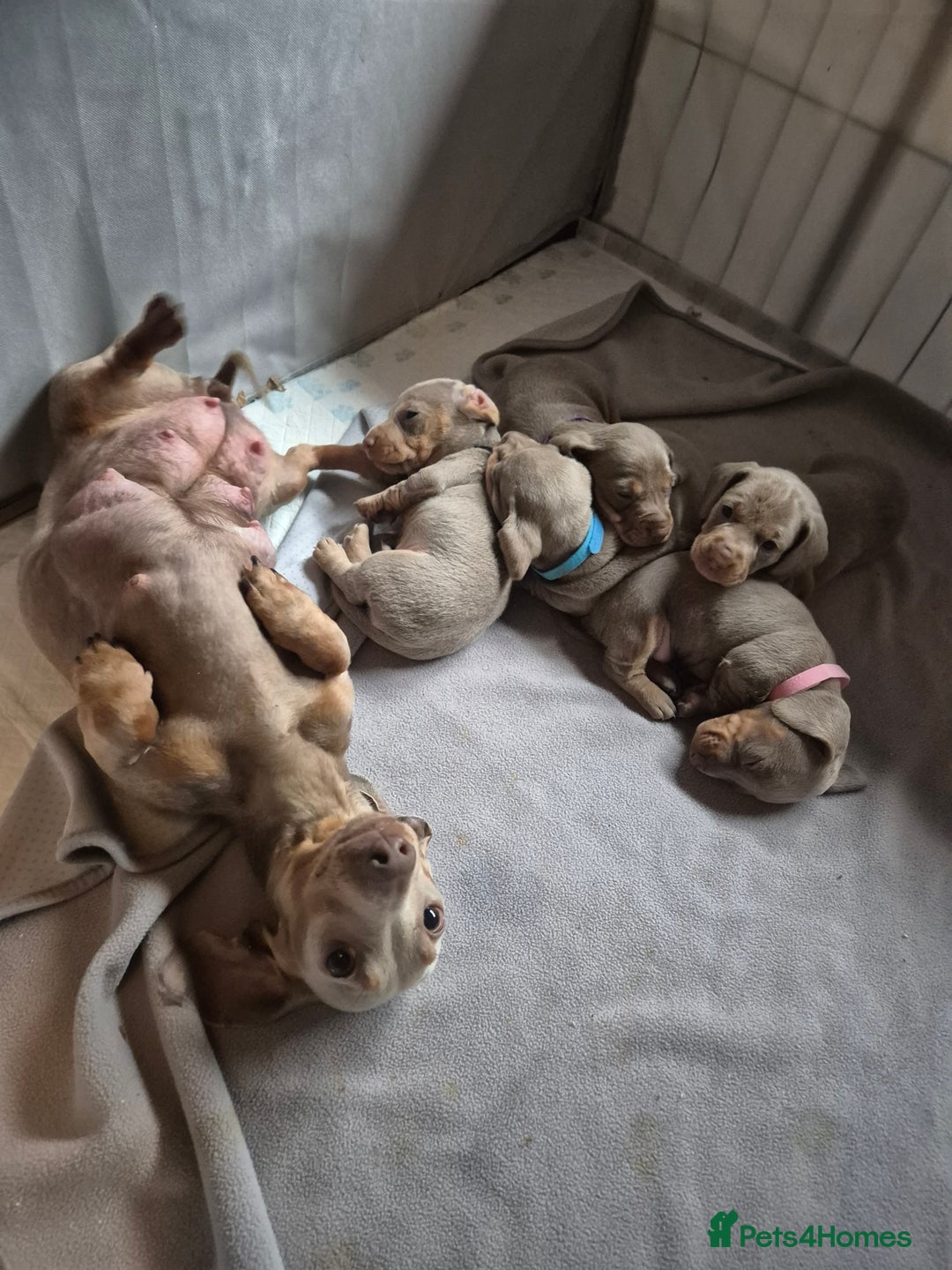 Dachshund dogs for sale: Male miniature dauchounds puppys - Advert 5