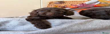 Cockapoo 3