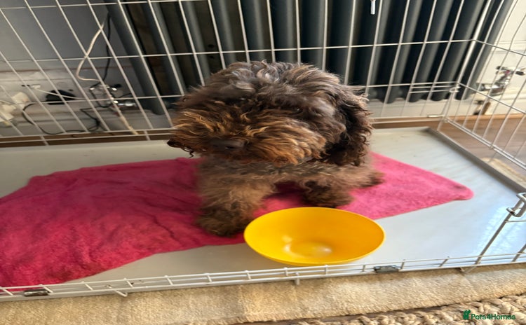 Miniature Poodle dogs - Advert 7