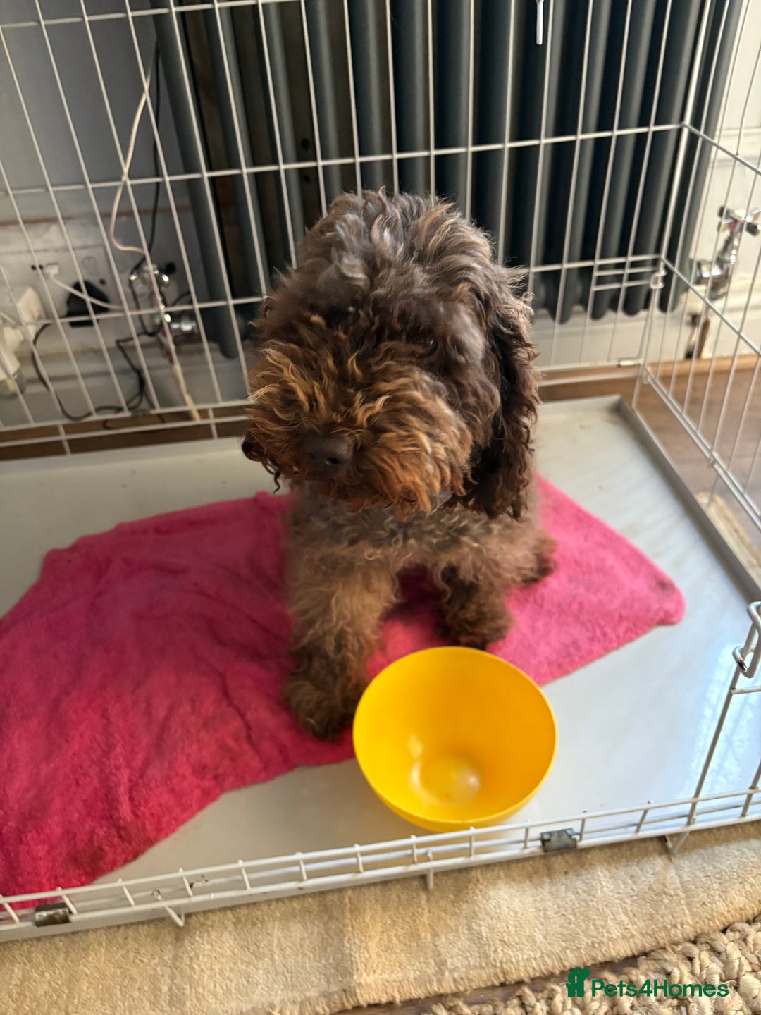 Miniature Poodle dogs for sale: Chocolates Brown Minature Poodle - Image 1
