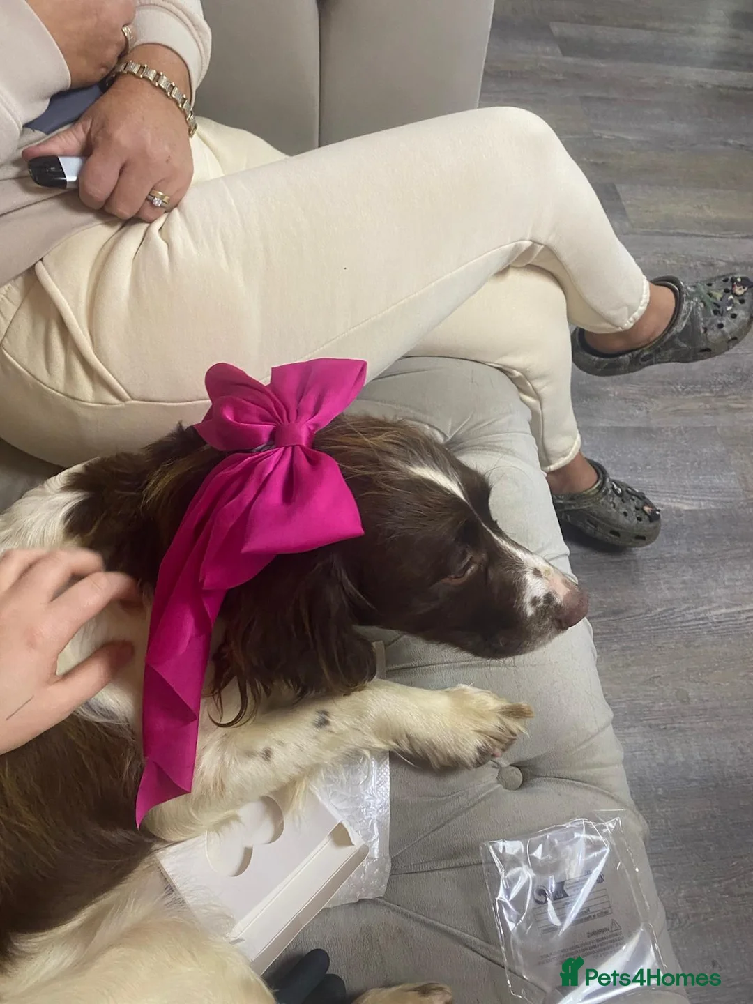 Cocker Spaniel dogs for sale: Cocker spaniel - Advert 8