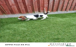 Basset Hound dogs for sale: Bassett Hound Puppies for Sale - Image 14