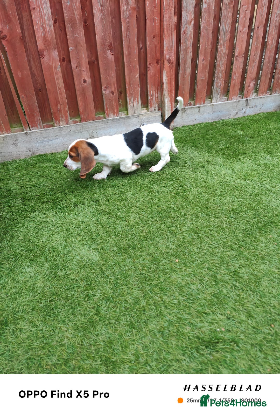 Basset Hound dogs for sale: Bassett Hound Puppies for Sale - Image 14