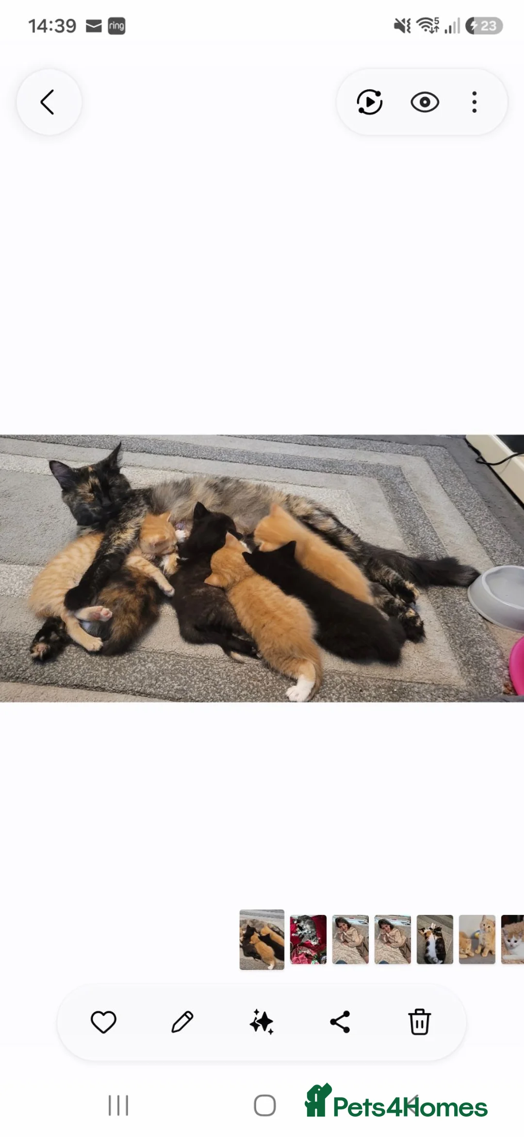 Mixed Breed cats for sale: Very cuddly kittens ready now  - Advert 8