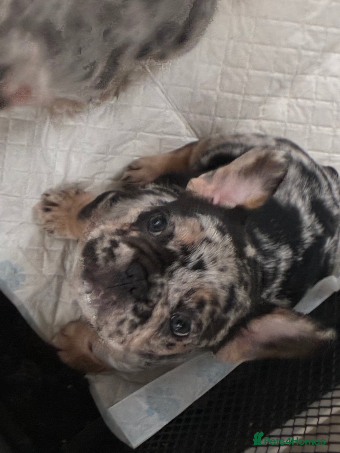 French Bulldog dogs for sale: French bulldog - Advert 3