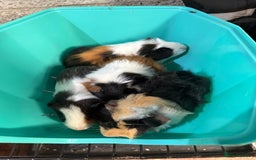 Guinea Pig rodents for sale: Guinea pigs - Image 5