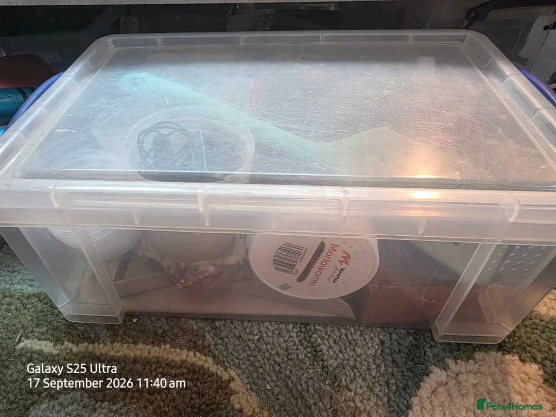 Bearded Dragon reptiles for sale: Bearded dragon in Worcester Park - Advert 2
