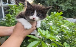 Bengal cats for sale: TWO Beautiful kittens of JOY remaining! - Image 6