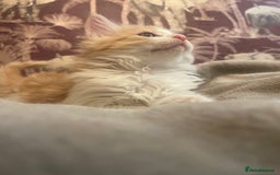 Mixed Breed cats for sale: 5 Fluffy Half Maine Coon kittens - Advert 33