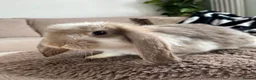Mini Lop rabbits for sale: 🐰 Mini Lops Ready to Leave 🐰 - Advert 16