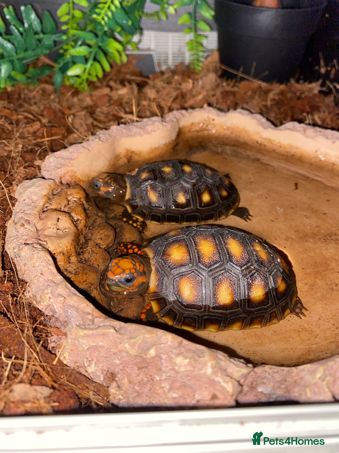 Tortoise reptiles for sale: Redfoot tortoises - Advert 2