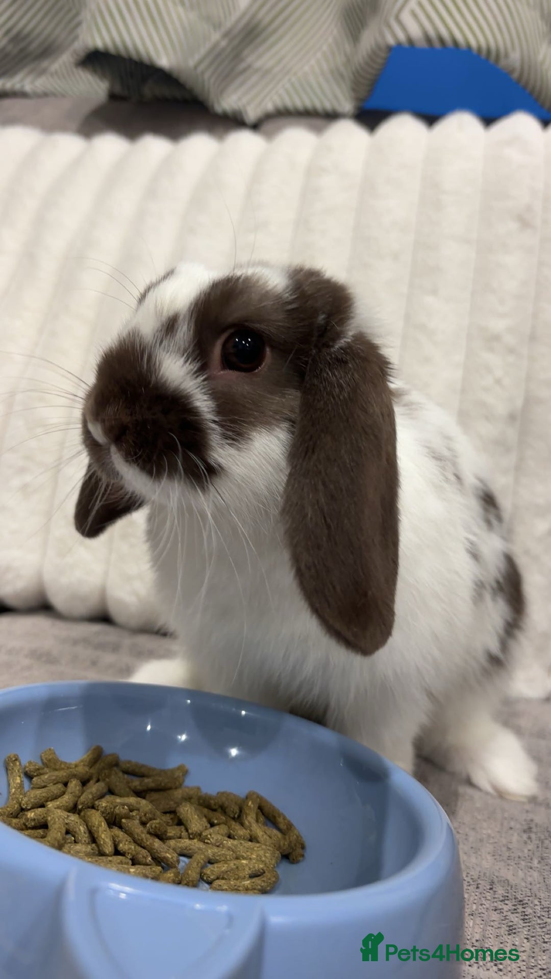 Mini Lop rabbits for sale: Mini lop brothers for sale  - Advert 5