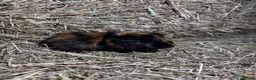Guinea Pig rodents for sale: Baby guinea pigs for sale  - Advert 5