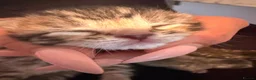 Savannah cats for sale: Absolutely striking Savannah kittens  2 left!!  - Advert 7