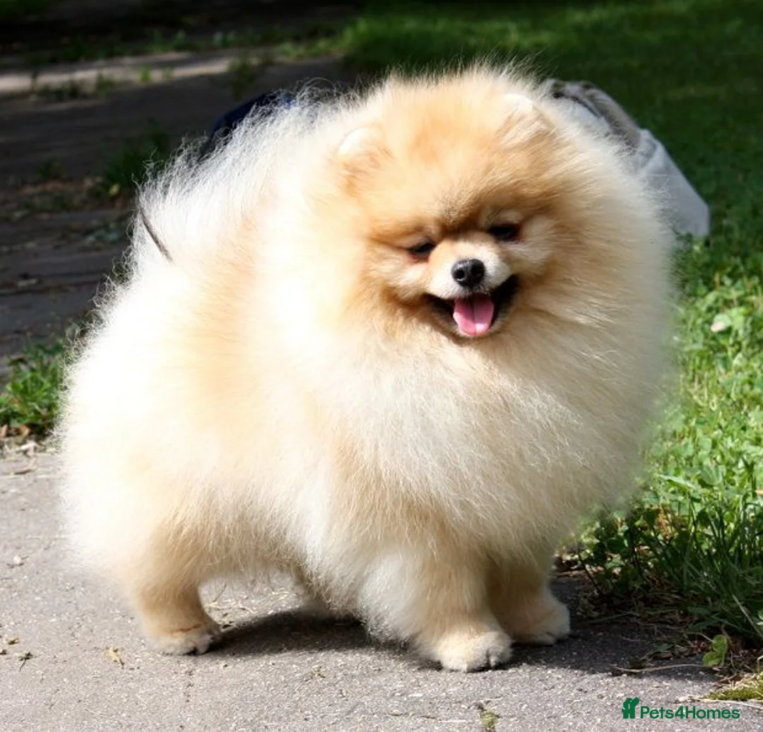 Pomeranian dogs for sale: STUNNING ADULT POM BITCH  - Advert 1