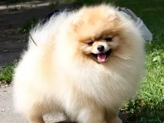 Pomeranian dogs STUNNING ADULT POM BITCH - Advert 2