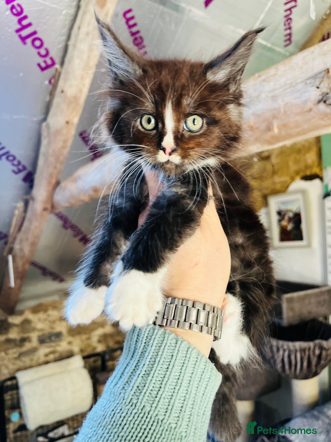 Maine Coon cats for sale: TICA registered, pedigree maine coon kittens  - Image 7