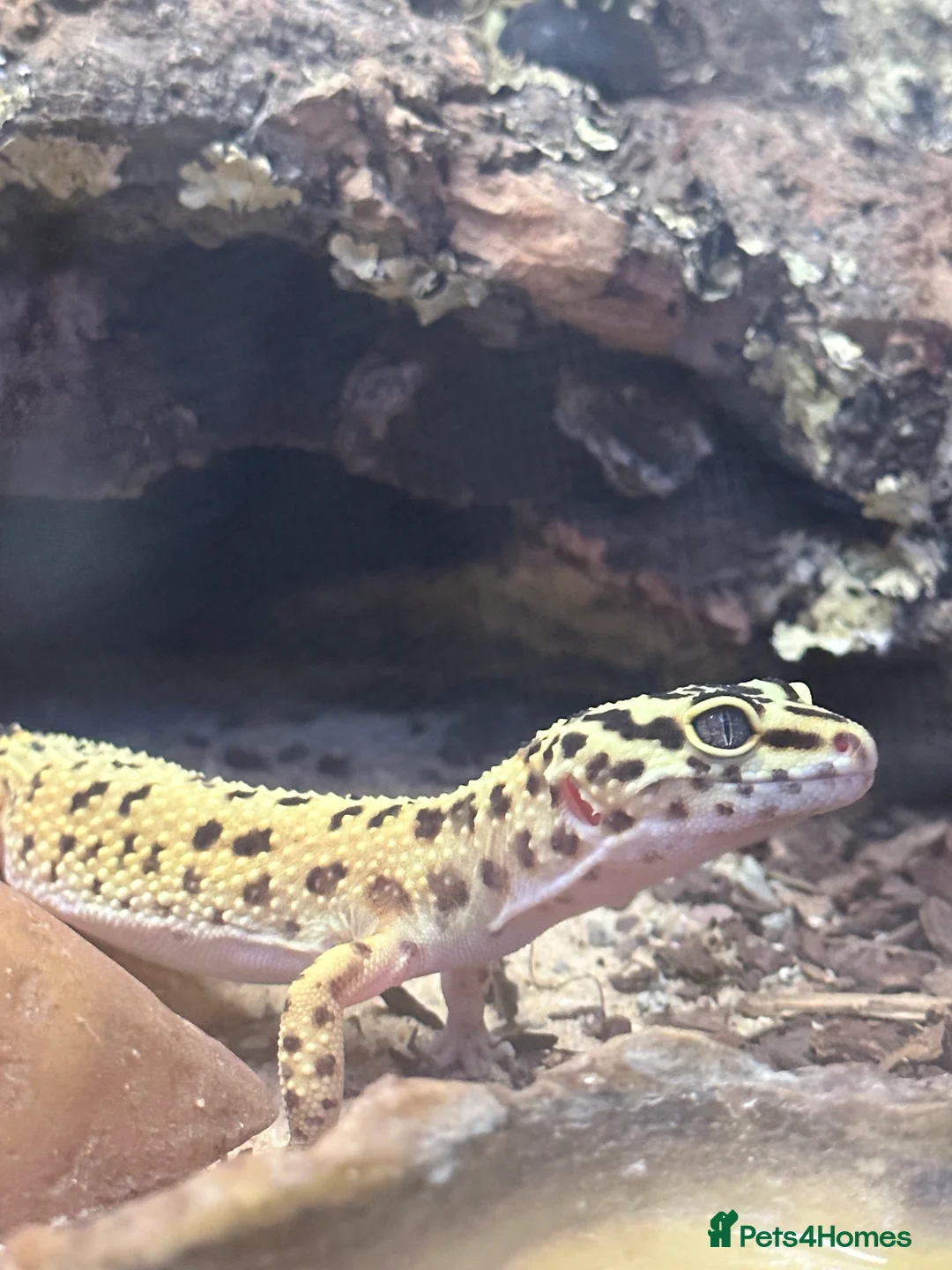 Leopard Gecko reptiles for sale: leopard gecko called Bob for sale.  - Advert 1