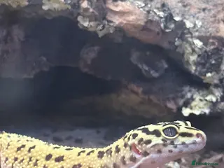 Leopard Gecko reptiles leopard gecko called Bob for sale. - Advert 11