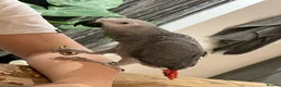 Parrots birds for sale: African Grey Parrot - Advert 5
