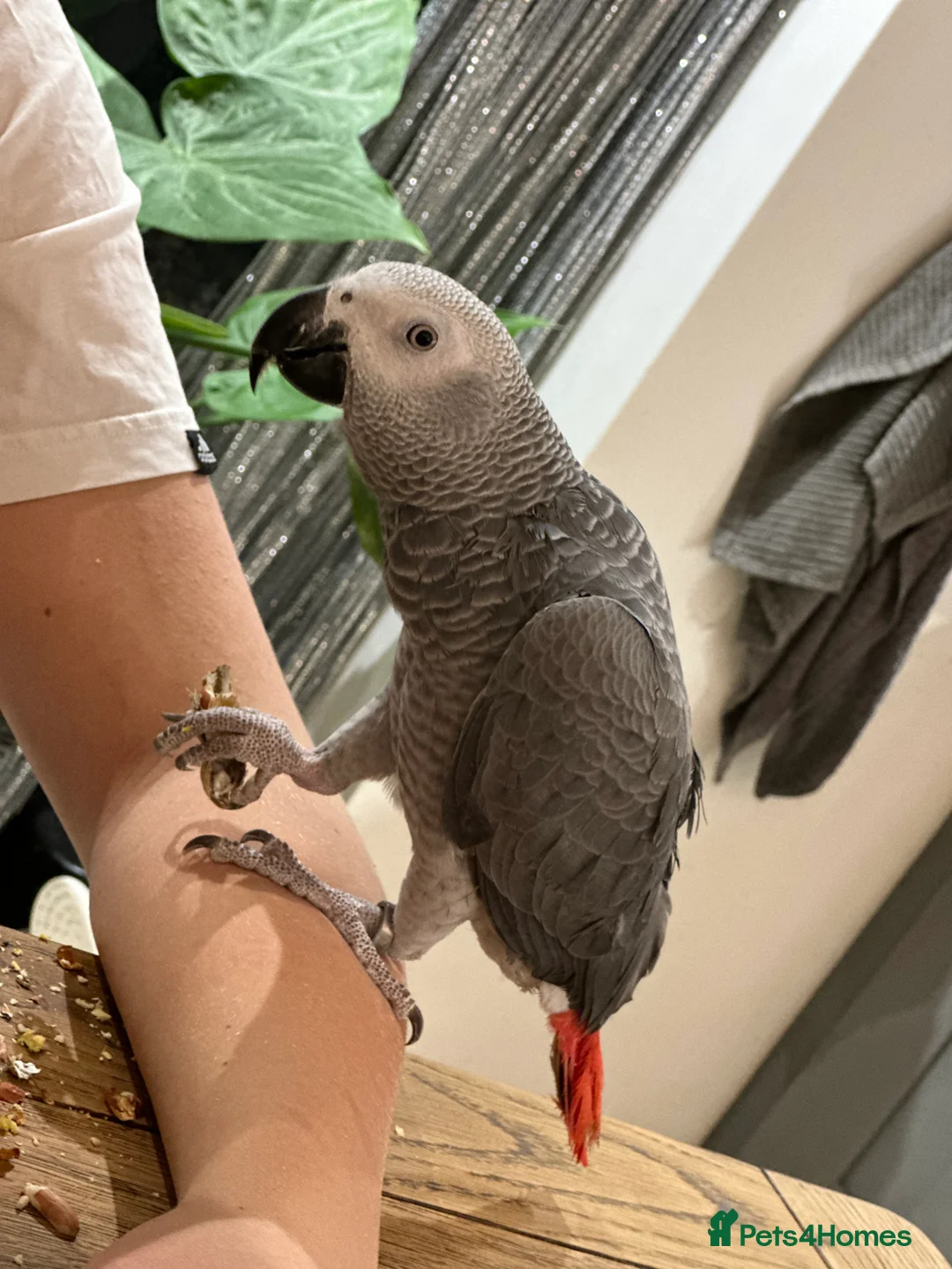 Parrots birds for sale: African Grey Parrot - Advert 5