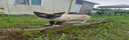Mixed Breed cats for adoption: Nala - Norwich Norfolk  in Norwich - Advert 6