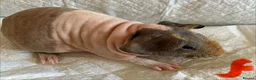 Guinea Pig rodents for sale: Skinny pig pups. Boys and girls  - Advert 8