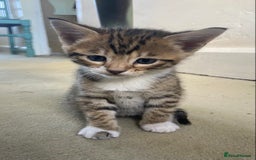 Bengal cats for sale: 3 BengalX kittens  - Image 10