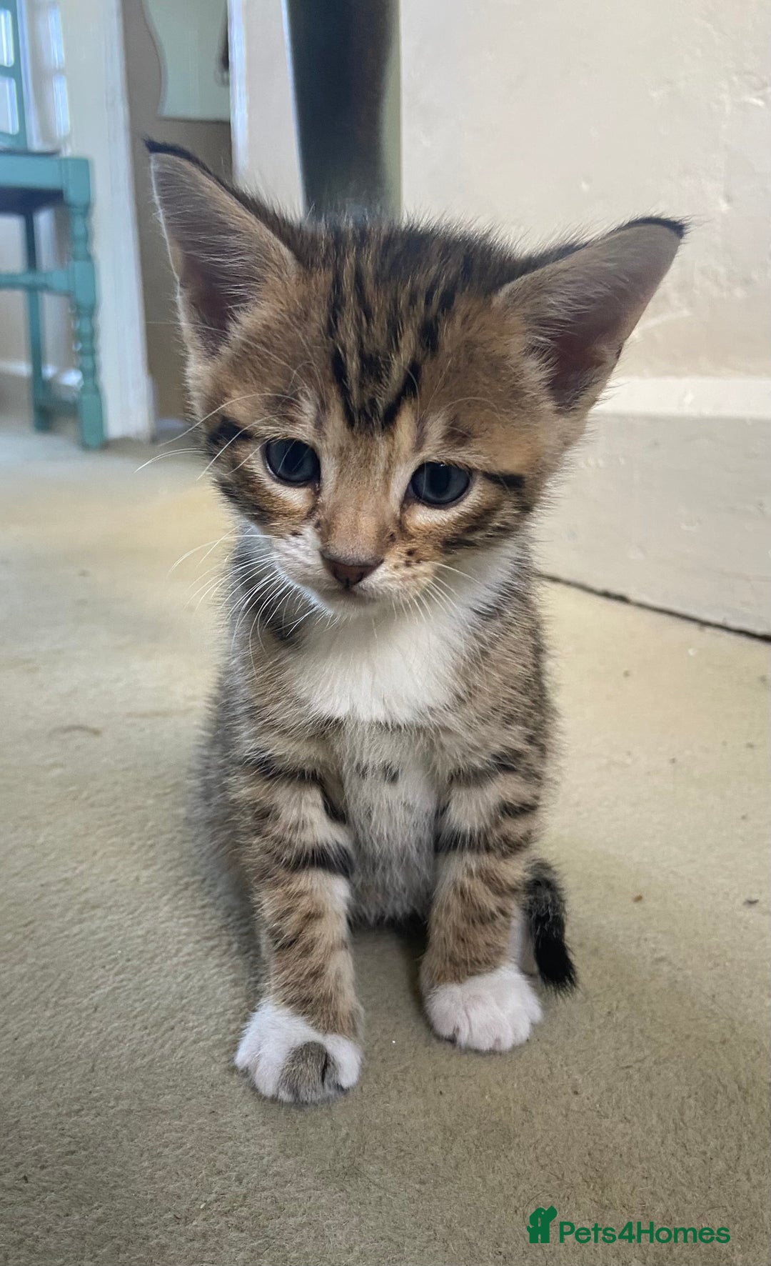Bengal cats for sale: 3 BengalX kittens  - Image 10