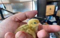 Quail poultry for sale: Japanese Jumbo Coturnix Quail Chicks - Image 4