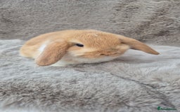 Mini Lop rabbits for sale: Mini lop for sale - Advert 1