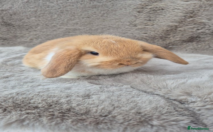 Mini Lop rabbits Mini lop for sale - Advert 2
