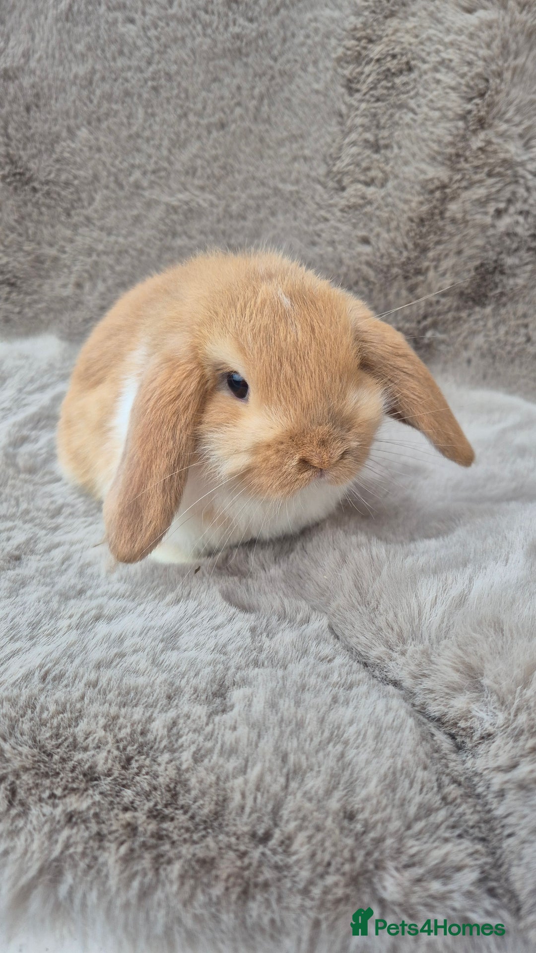 Mini Lop rabbits for sale: Mini lop for sale - Advert 1